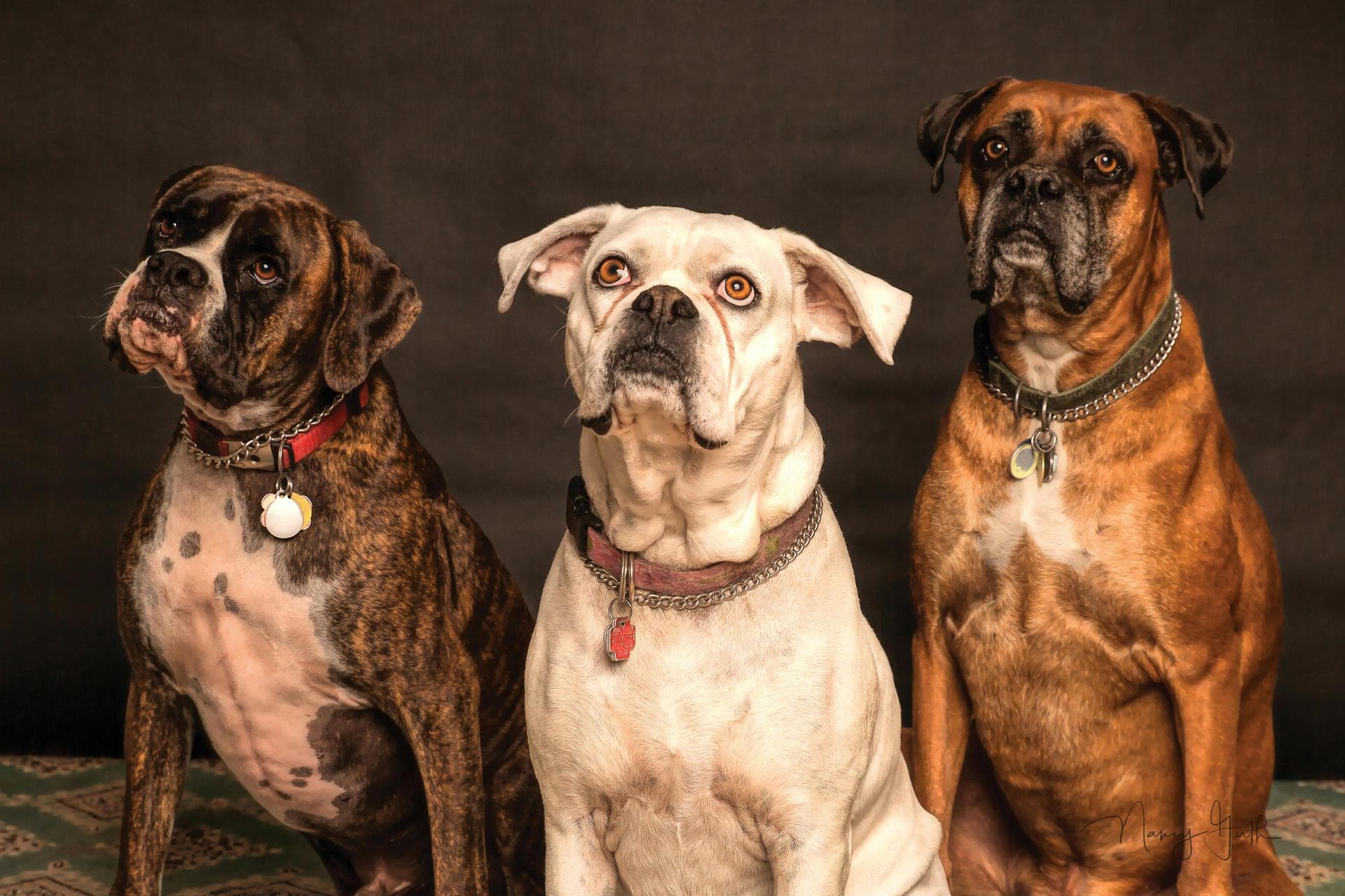 Specialist Vets in Manhattan