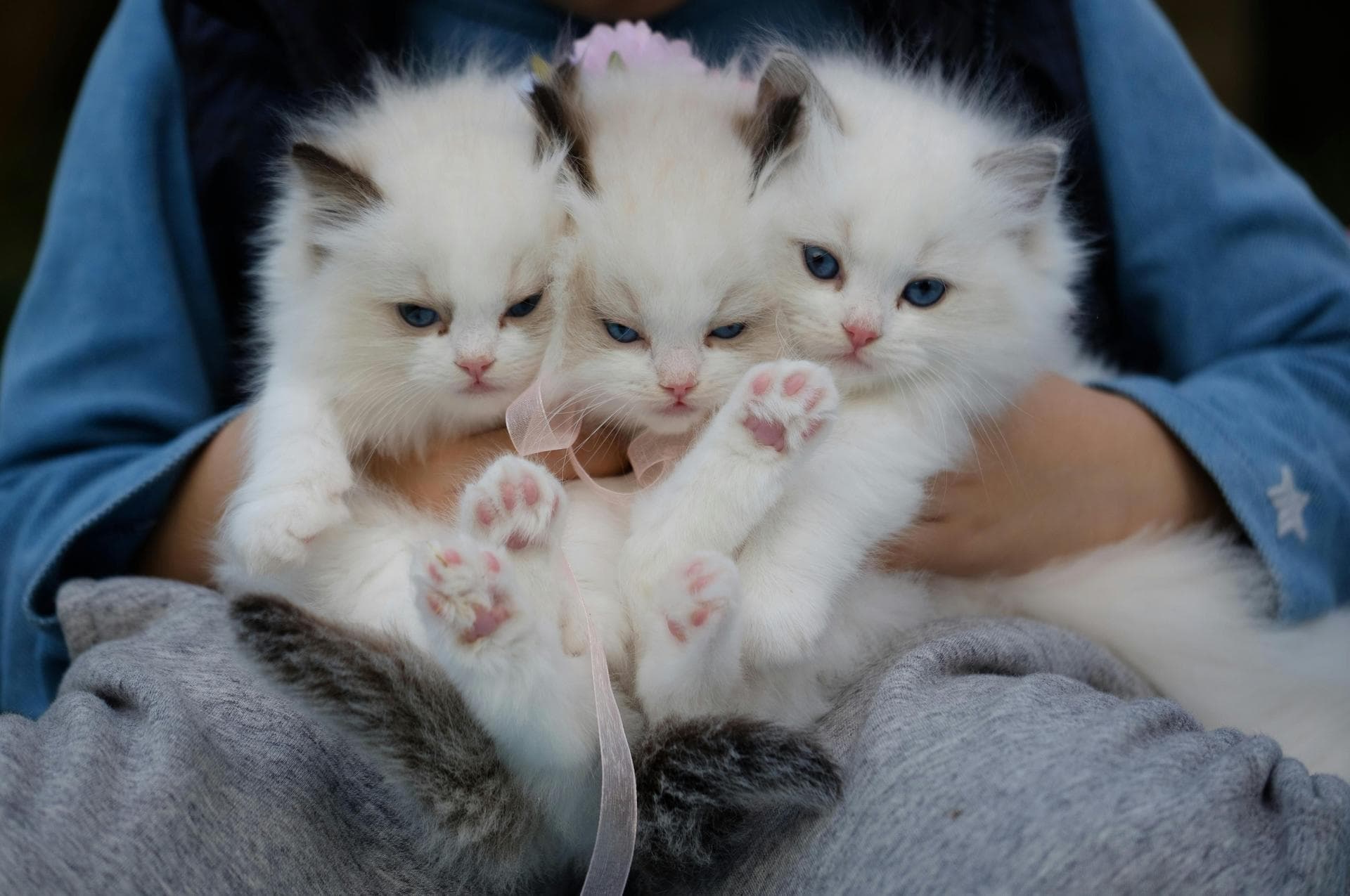 Three fluffy white kittens